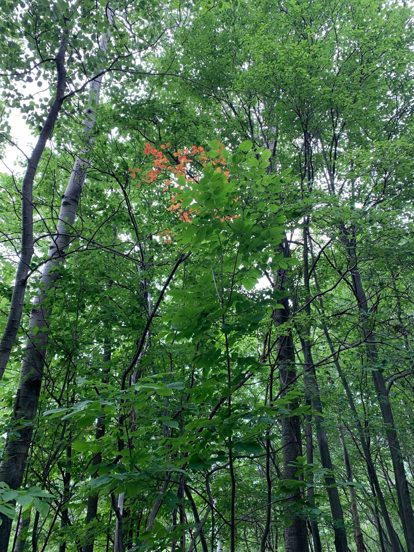 Trouve Les Feuilles Colorées Du 14 Juin 2021