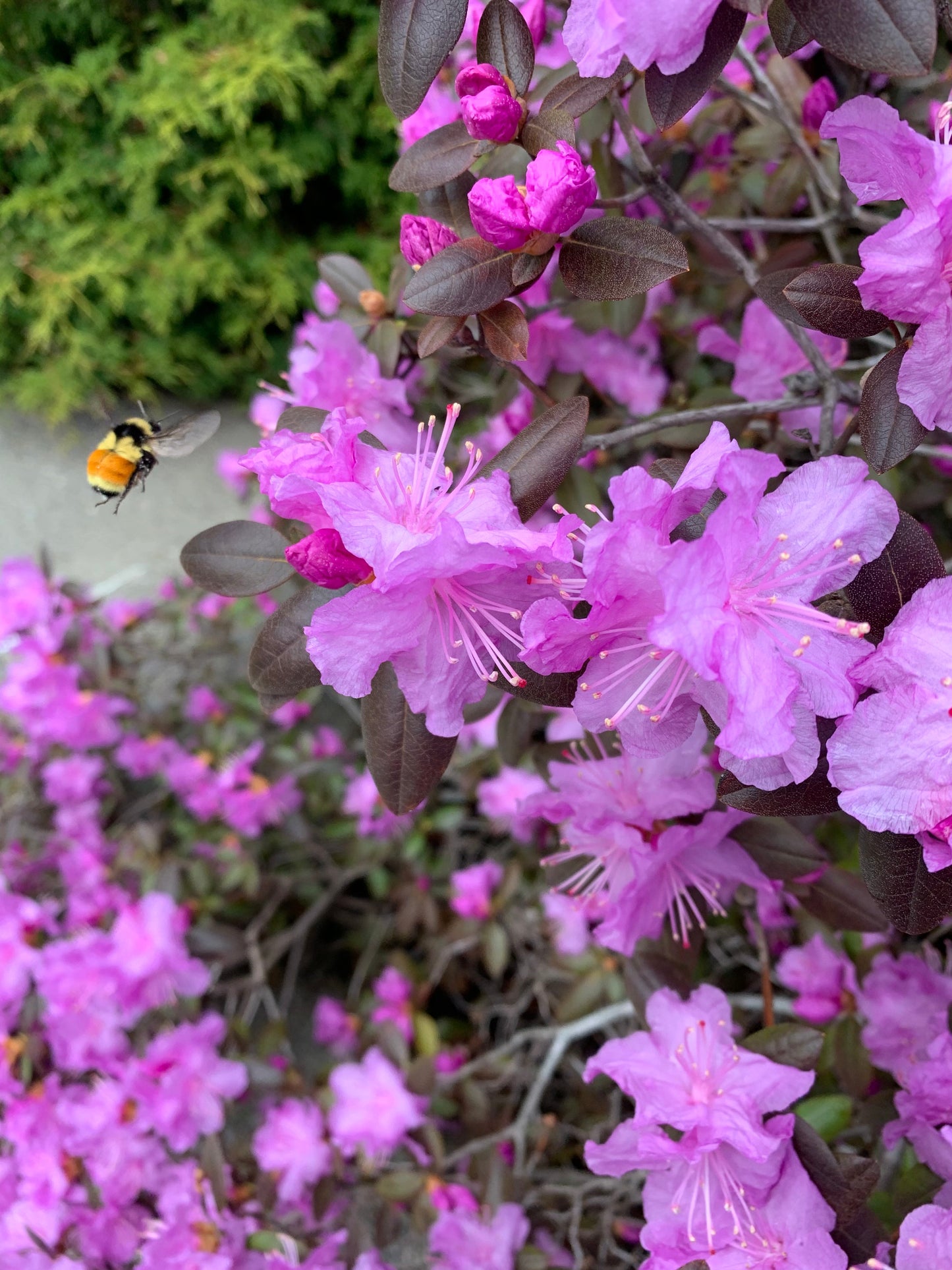 Rhododendron Du 6 Mai 2021