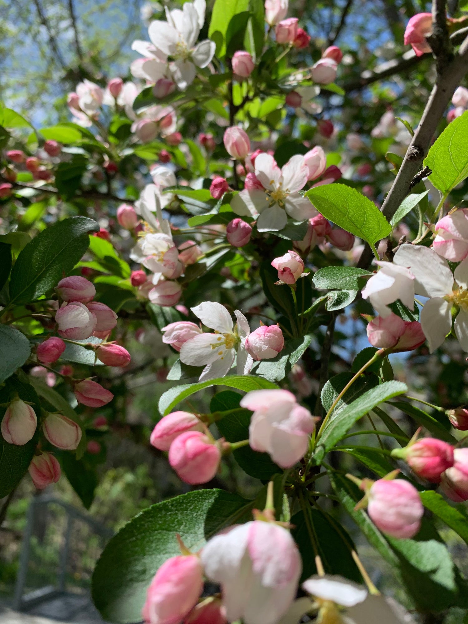 18 Mai 2021 Trouve L’abeille