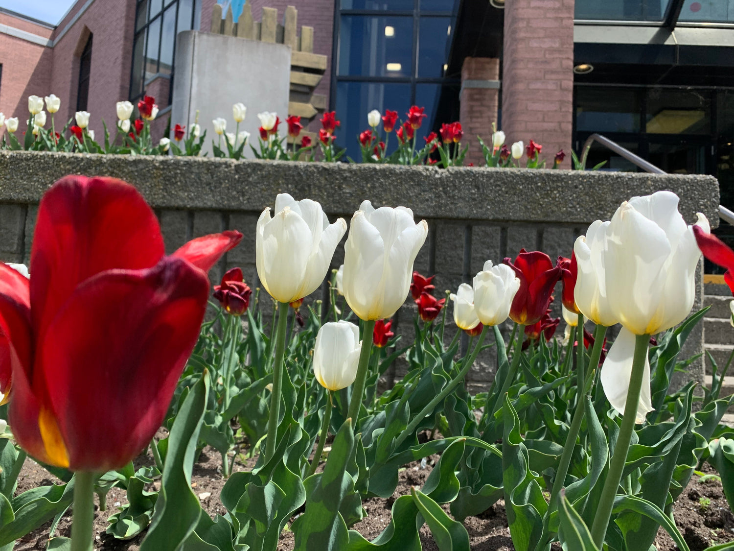 Fleurs Sur Le Chemin Du Centro 28 Mai 2021 (8 Photos)