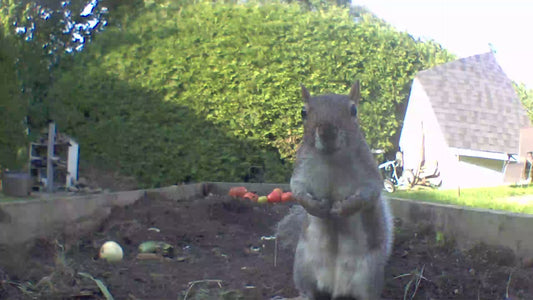 2023-09-25 Squirrel caught in the act