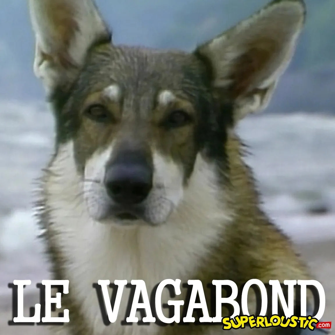 Vagabond